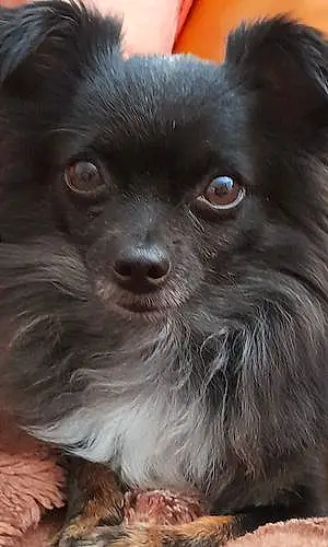 Nom Chihuahua Chien Benji