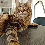 Chat, Felidae, Carnivore, Small To Medium-sized Cats, Moustaches, Comfort, Faon, Bois, Museau, Queue, Terrestrial Animal, Patte, Poil, Domestic Short-haired Cat, Griffe, Assis, Hardwood, Arbre, Maine Coon