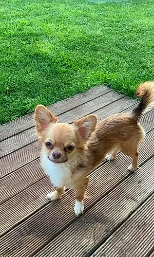 Chihuahua Chien Sally