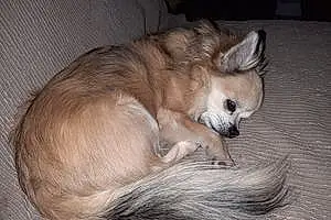 Nom Chihuahua Chien Flash