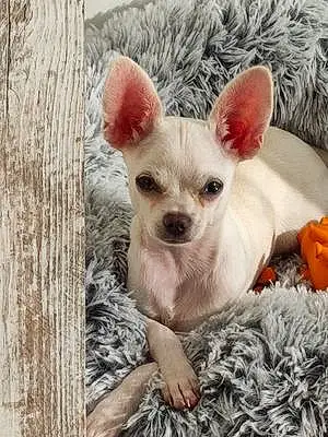 Chihuahua Chien Timmy