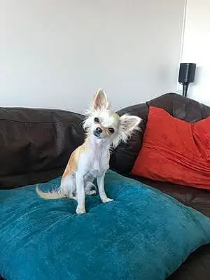 Chihuahua Chien Sam