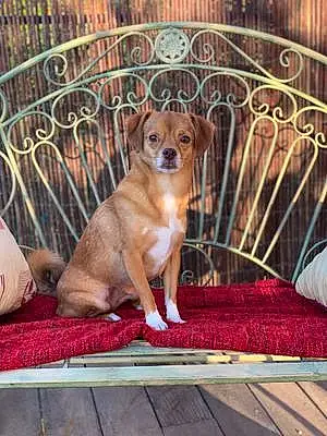 Chihuahua Chien Praline