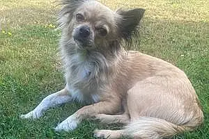 Chihuahua Chien Enya