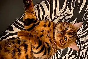 Nom Bengal Chat Coco