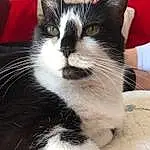 Chat, Yeux, Felidae, Carnivore, Small To Medium-sized Cats, Moustaches, Comfort, Museau, Queue, Poil, Domestic Short-haired Cat, Patte, Terrestrial Animal, Couch, Human Leg, Griffe, Assis, Foot