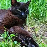 Chat, Plante, Felidae, Carnivore, Small To Medium-sized Cats, Bombay, Herbe, Moustaches, Groundcover, Terrestrial Animal, Queue, Museau, Domestic Short-haired Cat, Poil, Chats noirs, Race de chien, Sedge Family