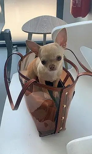 Nom Chihuahua Chien Gucci