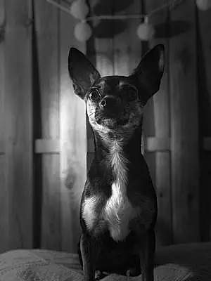 Nom Chihuahua Chien Loli