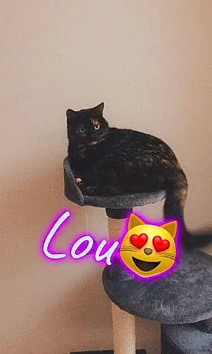 Nom Chat Lou