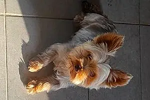 Yorkshire Terrier Chien O Neal