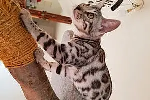 Nom Bengal Chat Olympe