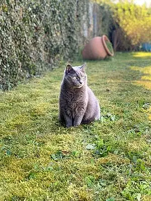 Chartreux Chat Grizzli
