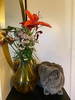 Chartreux Chat Gustave