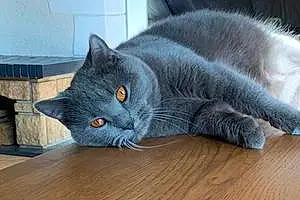 Chartreux Chat Perle