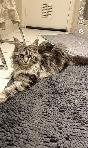 Nom Maine Coon Chat Tina