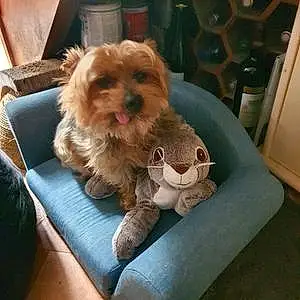 Yorkshire Terrier Chien Elton