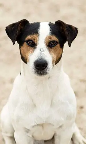 Jack Russell Chien Lucky