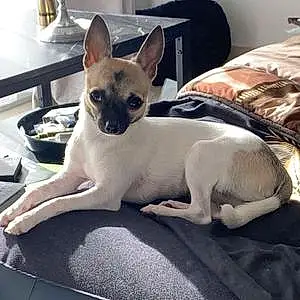Nom Chihuahua Chien Bella