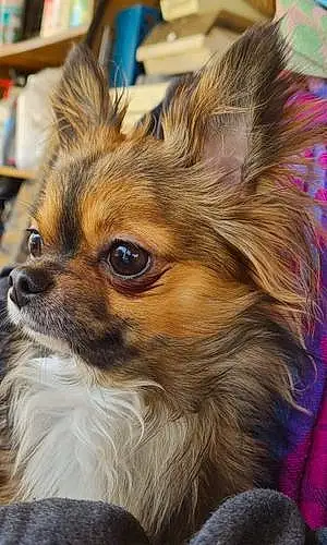 Nom Chihuahua Chien Rio