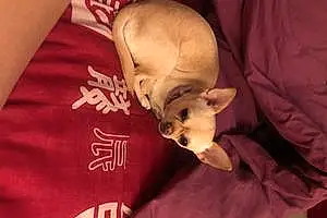 Chihuahua Chien Shanel