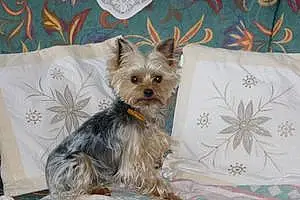 Yorkshire Terrier Chien Caly