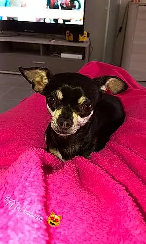 Chihuahua Chien Oria