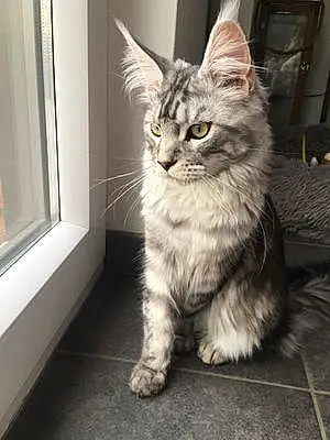 Maine Coon Chat Mimi