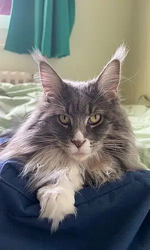 Maine Coon Chat Pheline