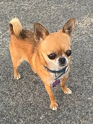 Chihuahua Chien Lola