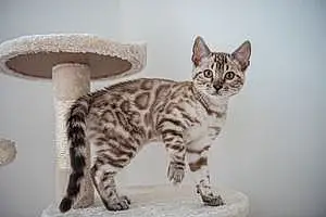 Bengal Chat Trybal