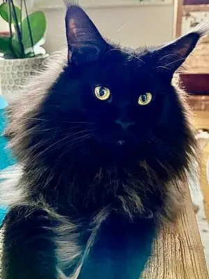 Maine Coon Chat Marlon