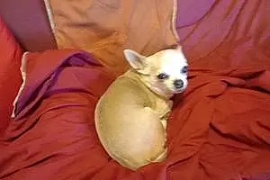 Nom Chihuahua Chien Cocotte