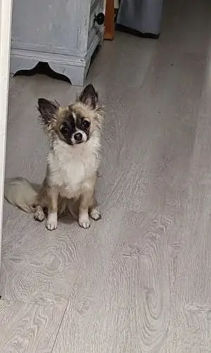 Nom Chihuahua Chien Nina