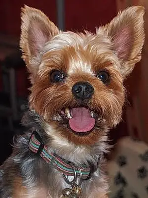 Nom Yorkshire Terrier Chien Early