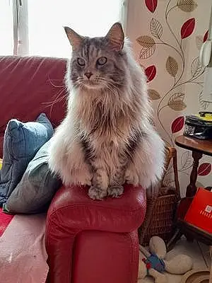 Maine Coon Chat Reegliss