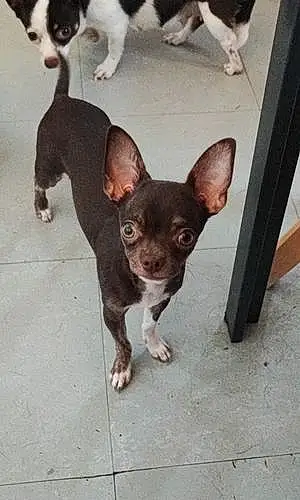 Chihuahua Chien Shana