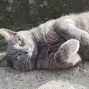 Nom Chartreux Chat Shadow