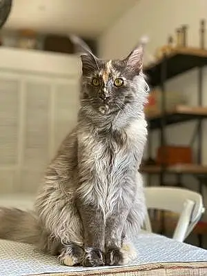 Maine Coon Chat Reina
