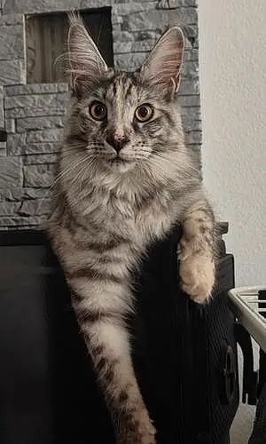 Maine Coon Chat Pearl