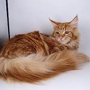 Maine Coon Chat Oliver