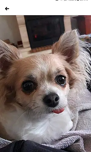 Nom Chihuahua Chien Litchi