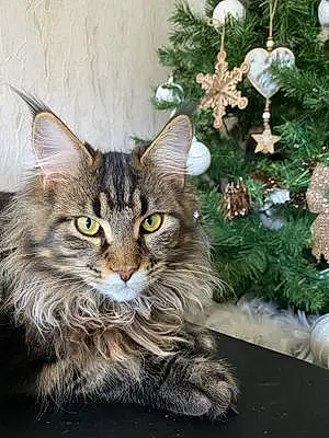 Nom Maine Coon Chat Ruby