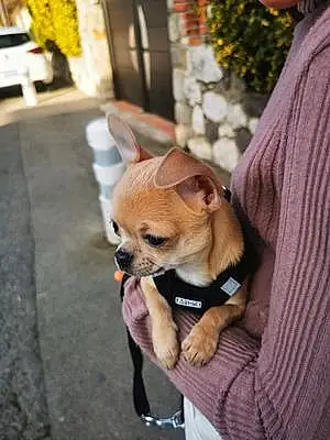 Nom Chihuahua Chien June