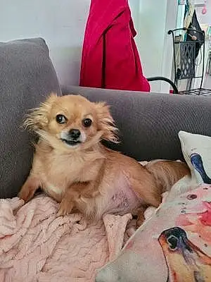 Nom Chihuahua Chien Cassie