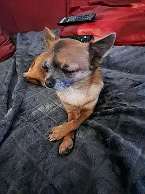 Nom Chihuahua Chien Cali