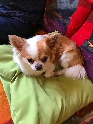 Nom Chihuahua Chien Kenzo