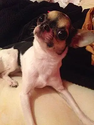 Nom Chihuahua Chien Hella