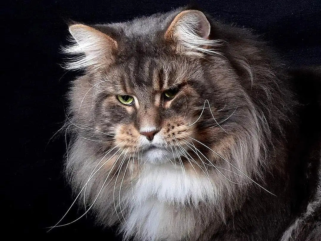Chat, Felidae, Carnivore, Small To Medium-sized Cats, Moustaches, Grey, Terrestrial Animal, Museau, Close-up, Poil, Maine Coon, Darkness, Herbe