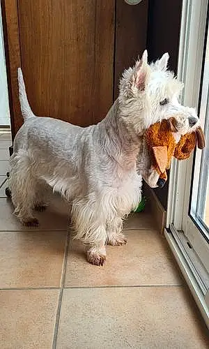 Nom West Highland White Terrier Chien Gina